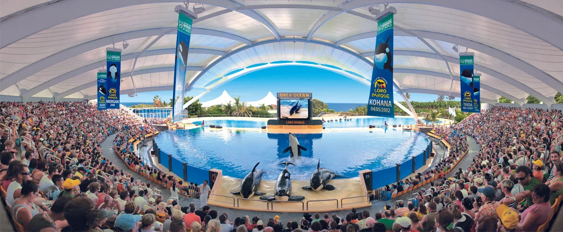 The fun Activities & Things to Do at Loro Parque in Spain