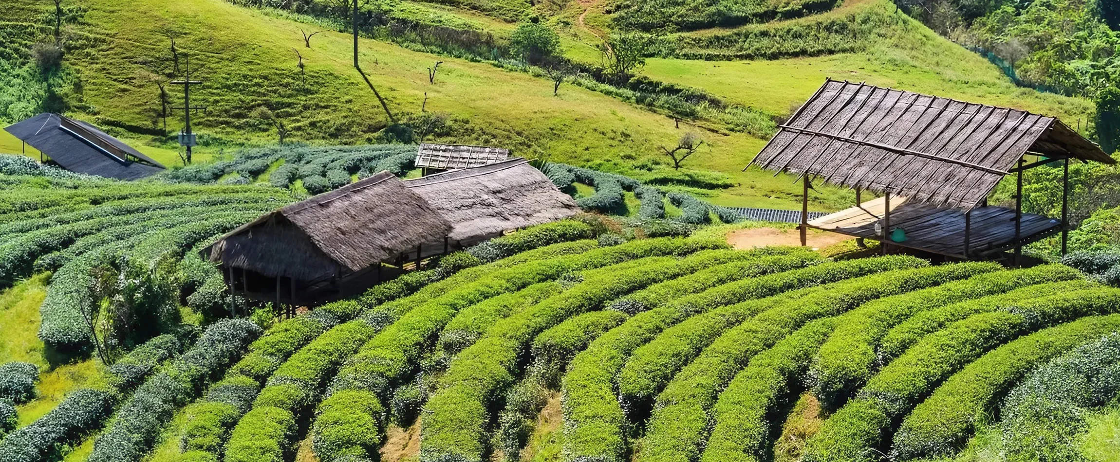 Best Time to Visit Munnar
